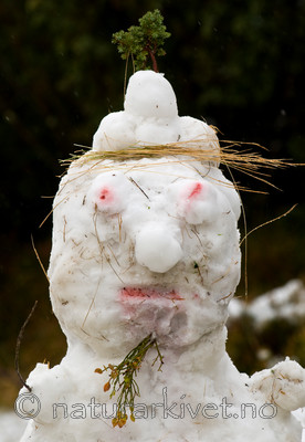 BB 08 0096 / Vaccinium myrtillus / Blåbær